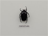 藏品(台灣黑騷金龜)的圖片